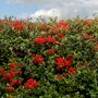 Pyracantha coccinea 'Red column' haag